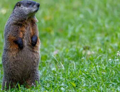 Punxsutawney Phil vs. Your Sports Field